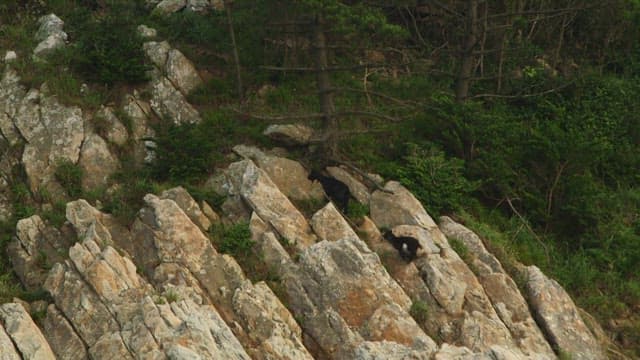 Goats climbing rocky terrain in a forest
