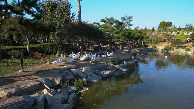 Geese Gathering by a Serene Park Pond