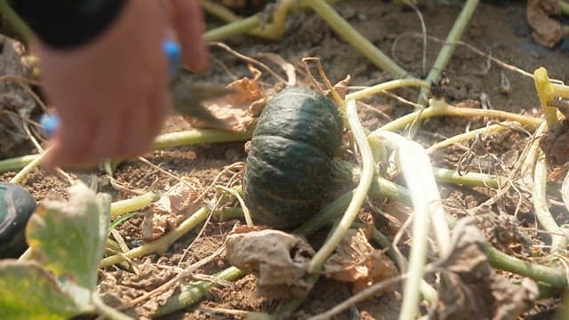 Person Harvesting a Small Green Sweet Pumpkin under Sunlight