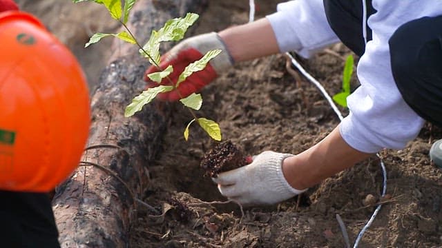 People planting a seedling in a forest area with care
