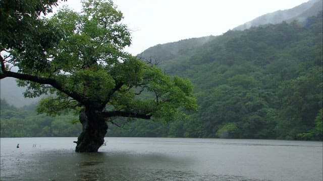 Lake view with large trees and forest on a rainy day