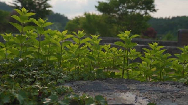 Green Foliage with Stone Wall in Park