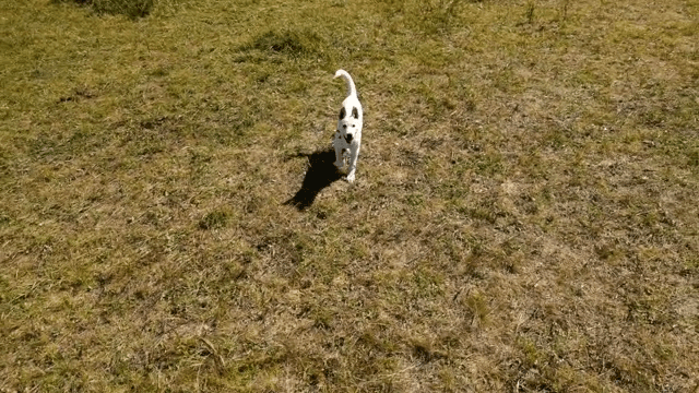 Playful dog running on a grassy field