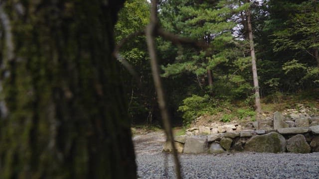 Serene Forest Pathway with Sunlight and Trees