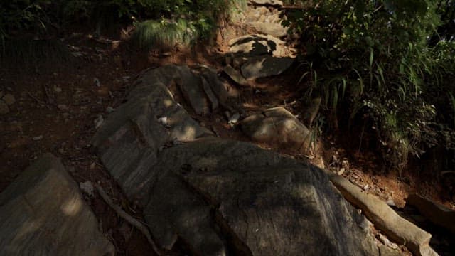 Rugged path through a dense forest in the afternoon