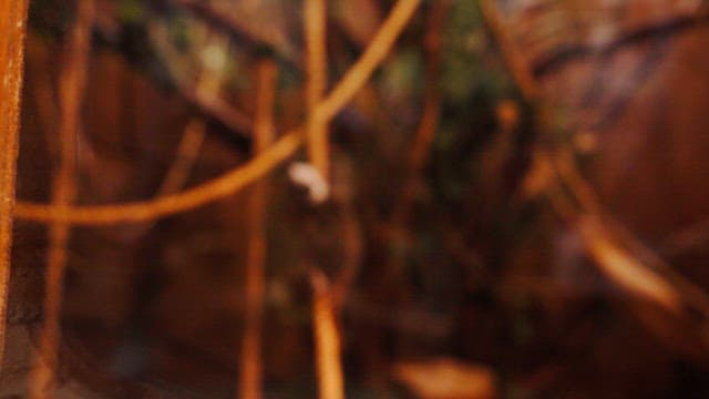 Little monkey climbing down a rope in a cage