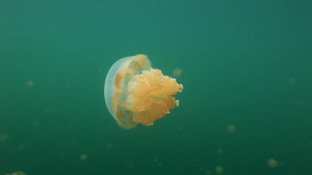 Graceful Jellyfish Floating in Serene Waters