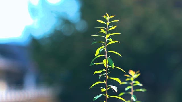 Sunlit Young Plant in a Peaceful Setting