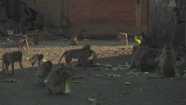 Monkeys in an Alley Eating Greens