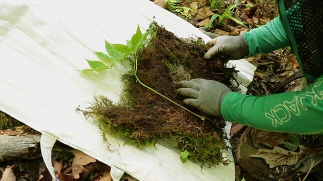Harvested ginseng being carefully packaged