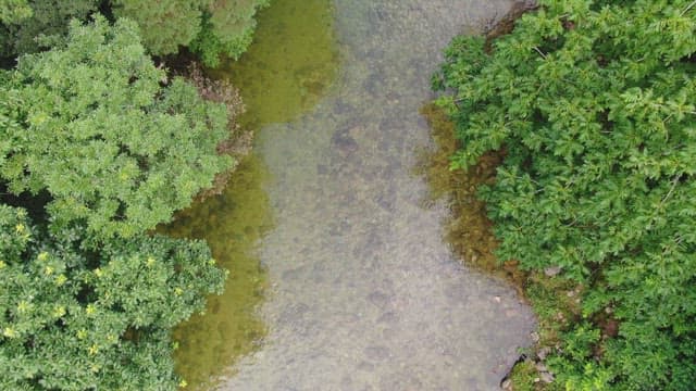 Clear river flowing through lush greenery