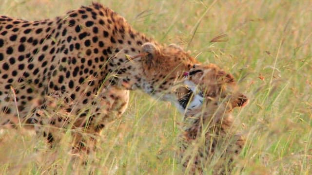 Cheetahs grooming in the savanna