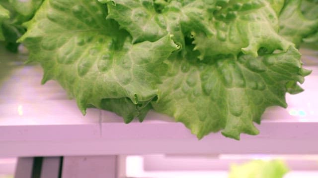Green Lettuce Grown under Smart Farm Lighting