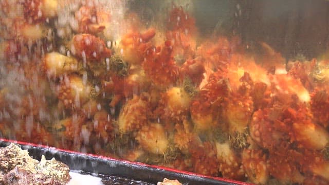 Seafood Preparation at a Market Stall