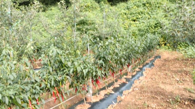 Harvesting red peppers in a lush green field