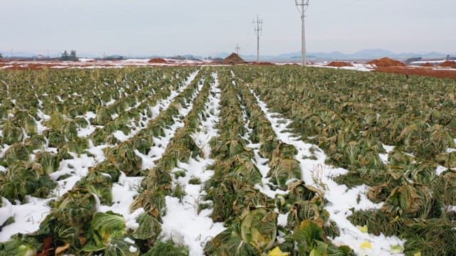 Cabbage field covered in snow on a cold winter day