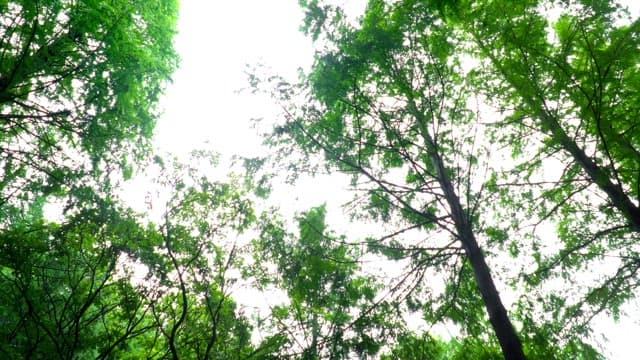 Tall trees with lush green leaves