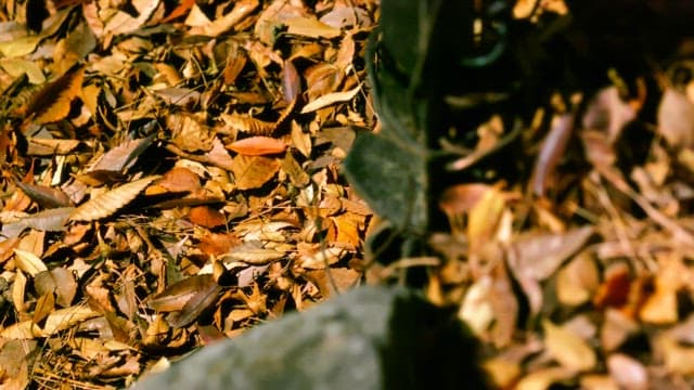 Fallen autumn leaves around a metal post in the sunlight