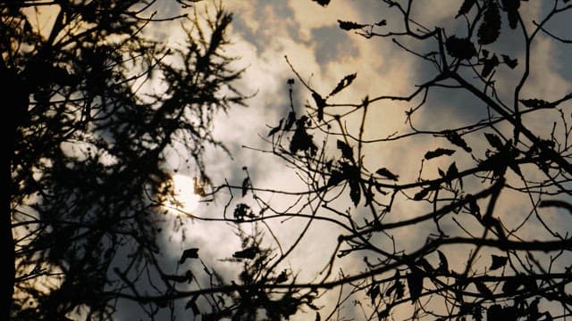 Silhouette of Branches Against the Sky with Clouds