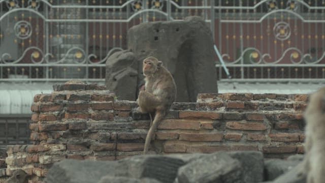 Monkeys Playing on a Stone Structure in Ancient Temple