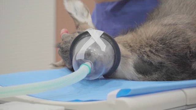 Wild Deer Receiving Treatment at an Animal Hospital