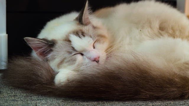 Cat sleeping curled up on the floor