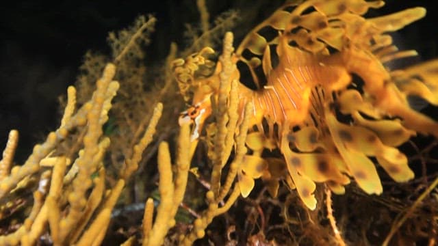 Leafy Seadragon Camouflaged Among Coral