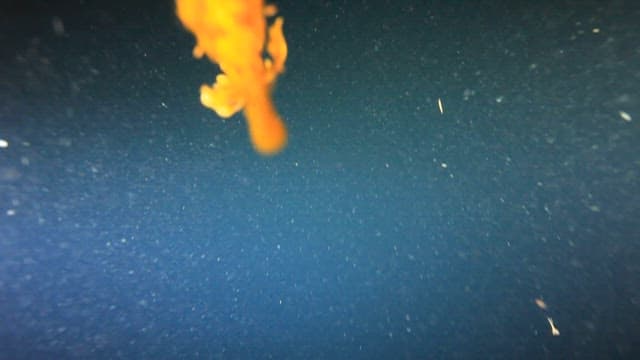 Leafy seadragon swimming in the deep sea