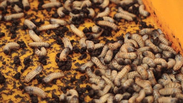 Wriggling larvas in a yellow container
