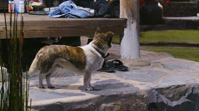 Dog standing on stone steps in a backyard of country house at night
