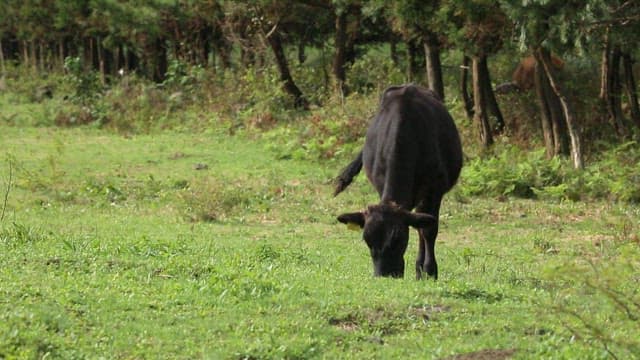 Black cow grazing in a green field