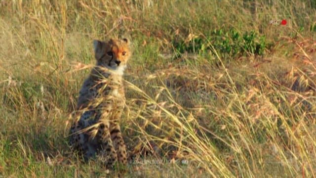 Cheetah Cubs Observing Their Surroundings