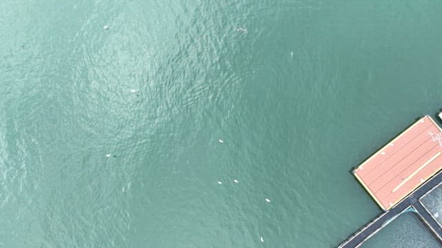 Aquaculture farm floating on a calm sea where birds fly