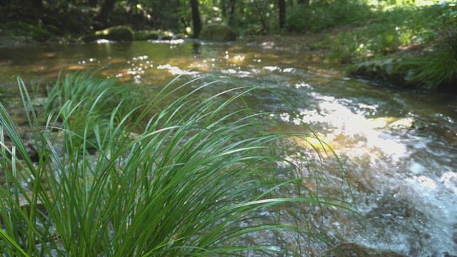 Green plants growing in the valley