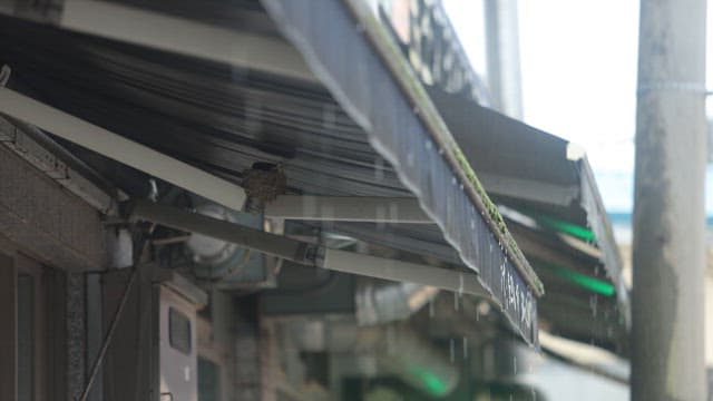 Little bird building nest under shop awning during rain