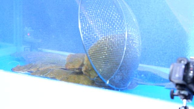 Flatfish in a tank being caught with a skimmer