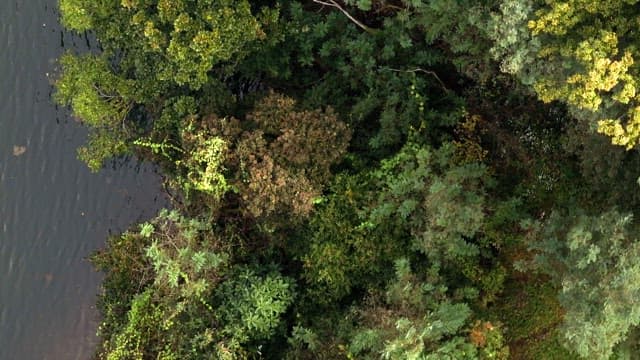 Lush forest by a calm river