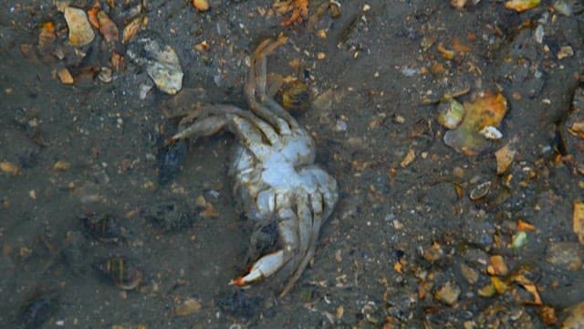 Clams that eat dead crabs