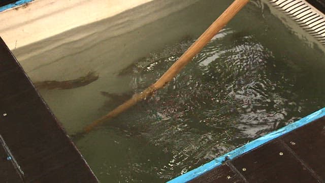 Squid Taken from an Tank Are Placed in a Rubber Basin.
