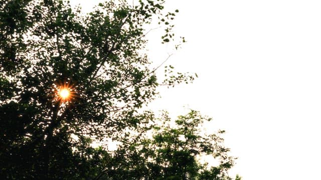 Overlooking Cityscape through Forest Canopy