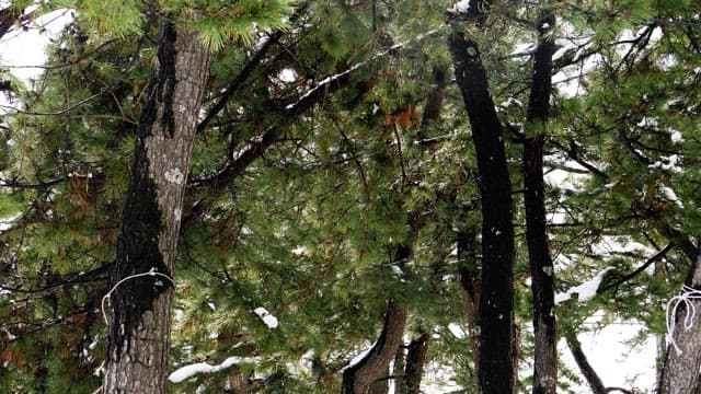 Snow-covered pine tree branches in a cold winter forest