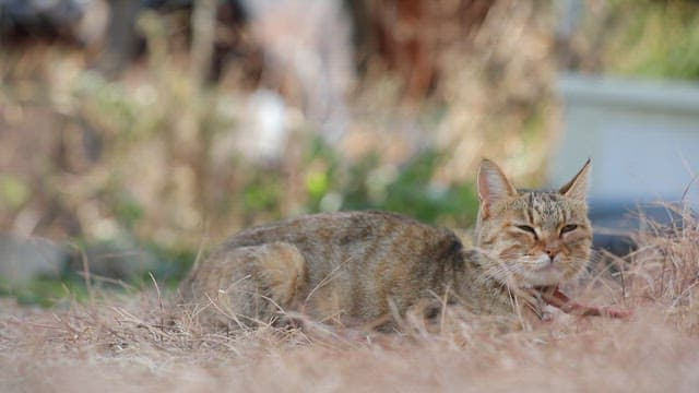 Cat lying on dry grass and dozing off