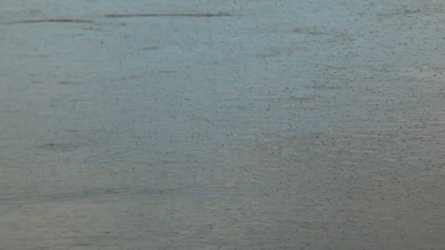 Flock of birds flying over water