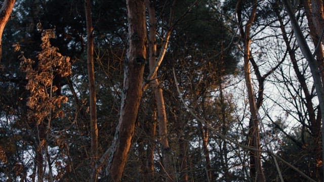 Sunlight Filtering Through a Tranquil and Desolate Forest