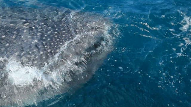 Whale Swimming Beneath Ocean Surface