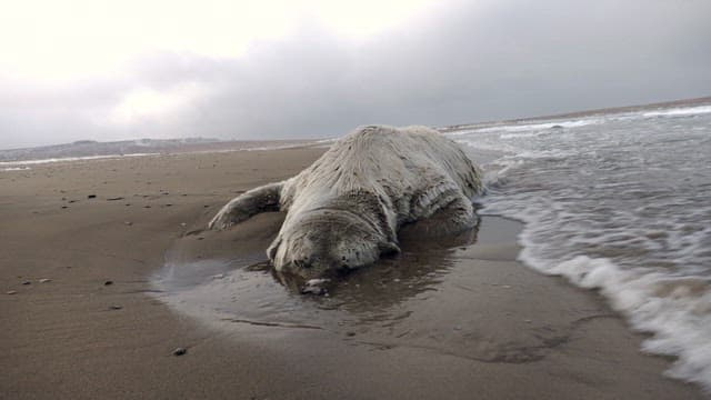Polar Bear Carcass on Sandy Beach