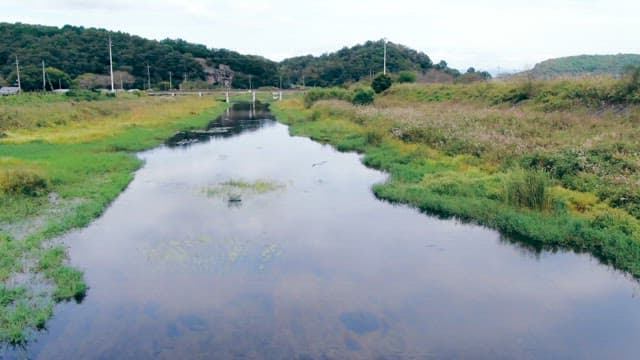 Bird flying over the wetlands among the green bushes