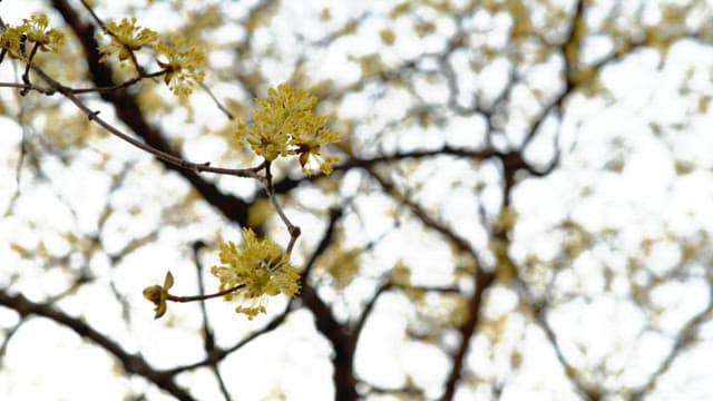 Yellow cornelian cherry flowers blooming on trees in spring