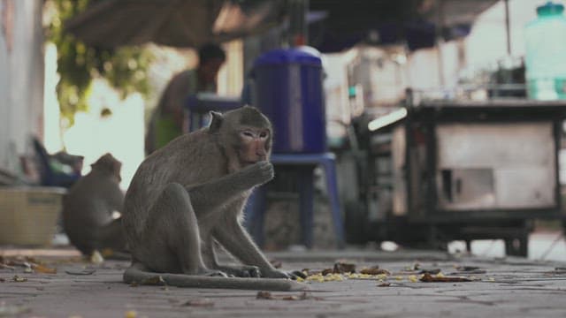 Monkey Rummaging through Trash on the Street