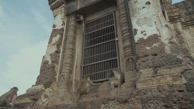 Monkeys Playing on a Stone Structure in Ancient Temple